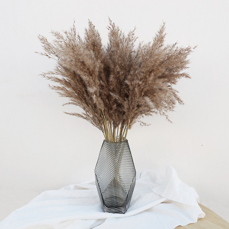 Florist Supply Vases - 10 Stück Bunte Natürliche Schilfgräser Pampasgras