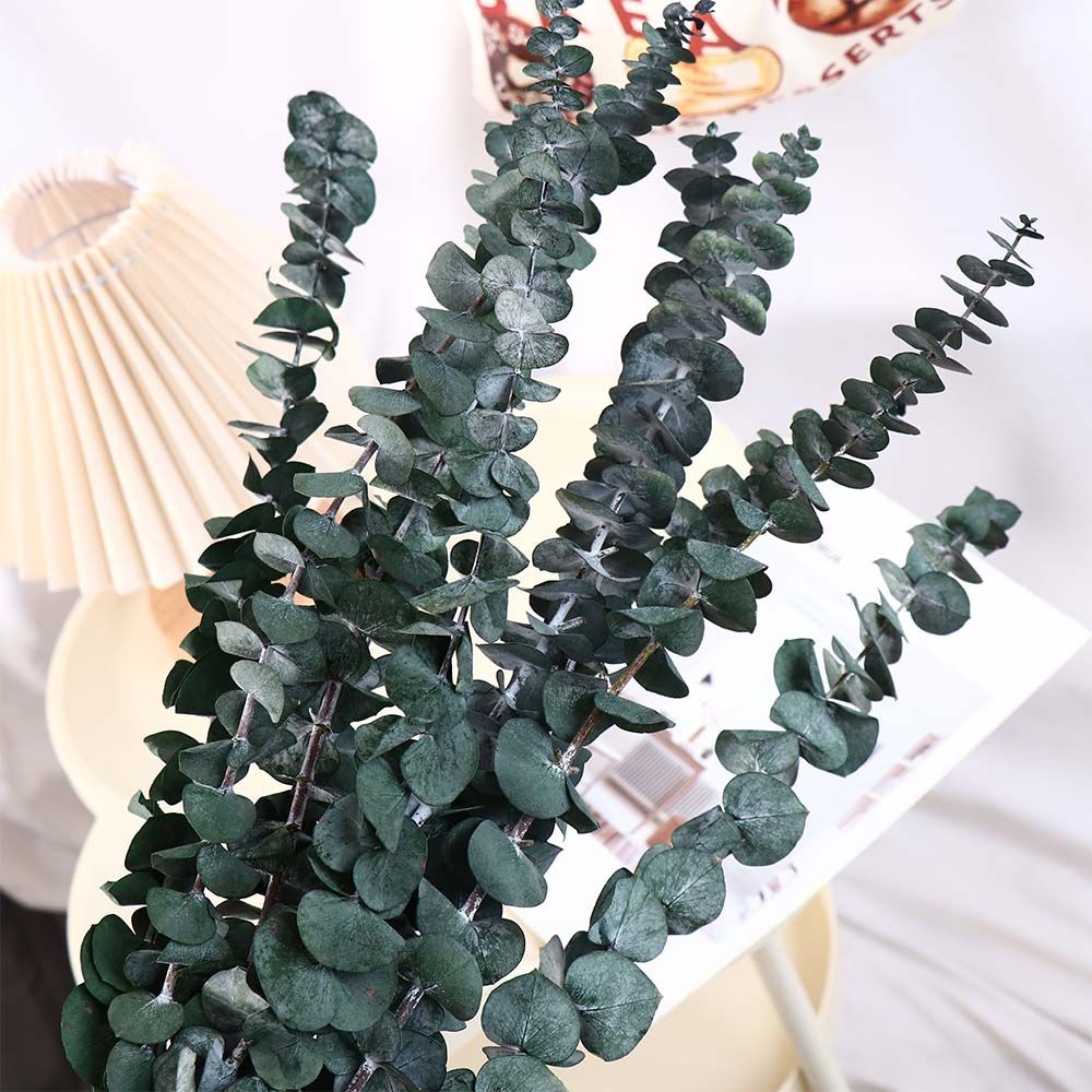 10 Stück Echte Hängende Getroc – Eucalyptus Preserved Bewertung und Preis