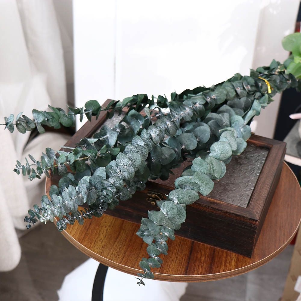 10 Stück Echte Hängende Getroc – Eucalyptus Preserved Bewertung und Preis