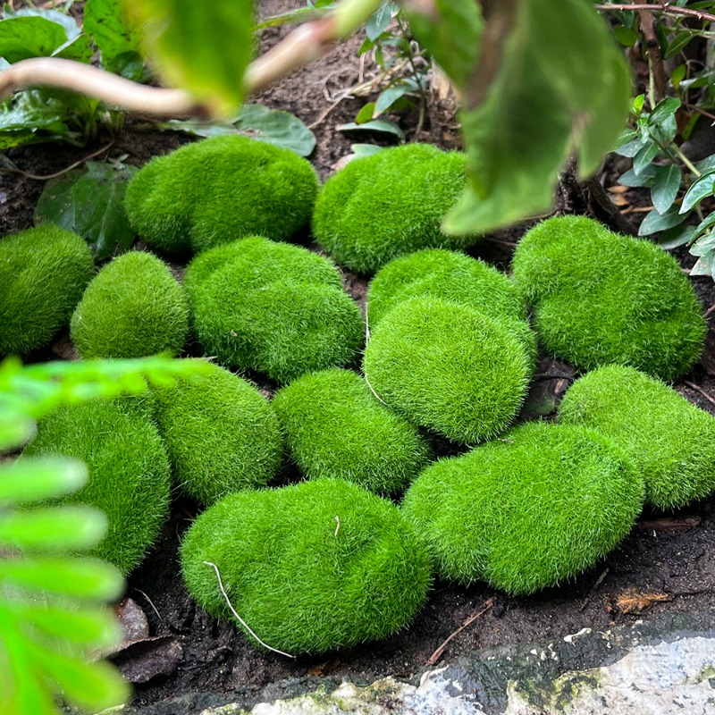 100/5 Stück Künstliche Moosste – Preserved Moss Sheet Bewertung und Preis