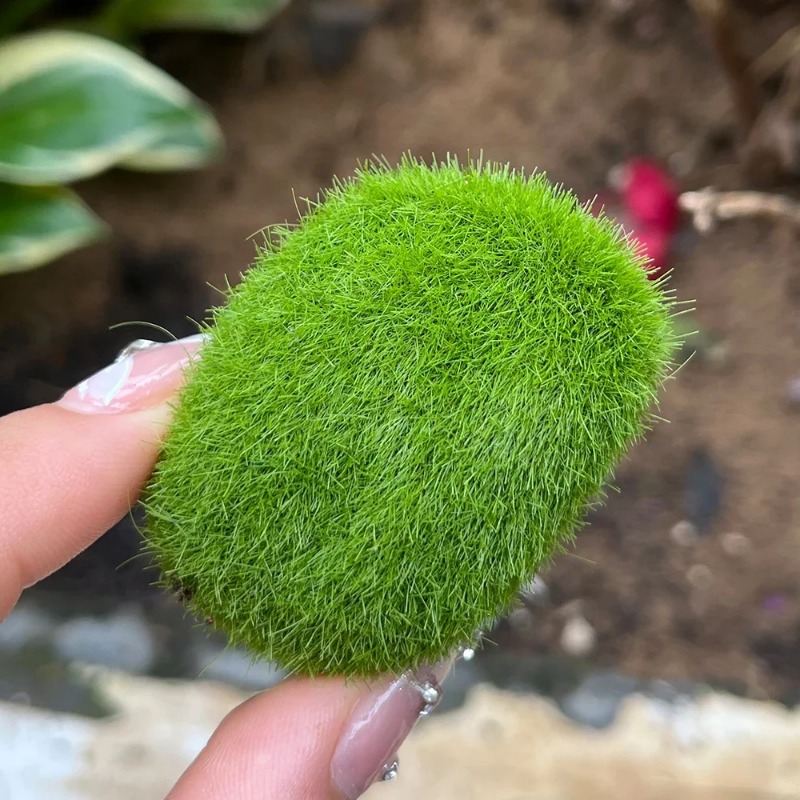 100/5 Stück Künstliche Moosste – Preserved Moss Sheet Bewertung und Preis