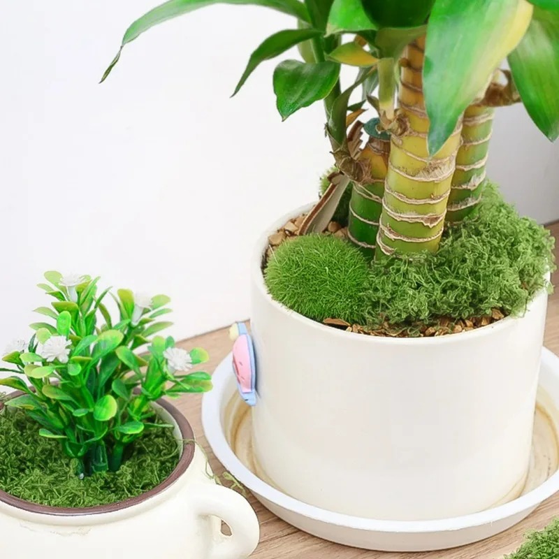 30/300G Künstliches Realistisc – Preserved Moss Sheet Bewertung und Preis